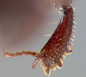 Media type: image;   Entomology 23554 Aspect: front tibia